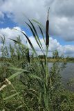 Typha latifolia. Верхушка плодоносящего растения. Беларусь, Витебская обл., окр. дер. Местечко, берег озера. 16.07.2026.