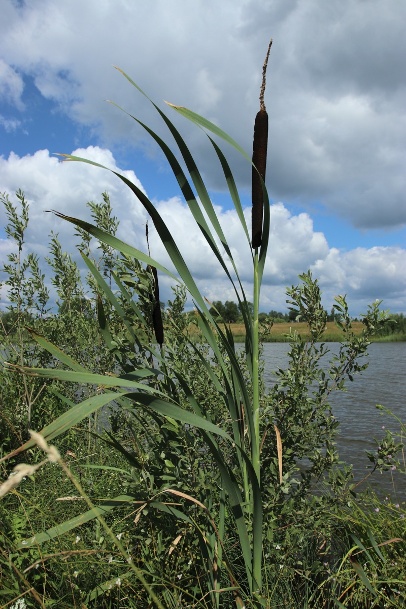 Image of Typha latifolia specimen.