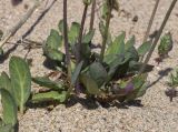 Sonchus bulbosus. Нижние части растений. Жирона, комарка Баш Эмпорда, муниципалитет Пальс, берег лагуны Les basses d'en Coll, небольшая полоса намывного песка вблизи от дельты канала rec del Molí de Pals. 23.04.2026.