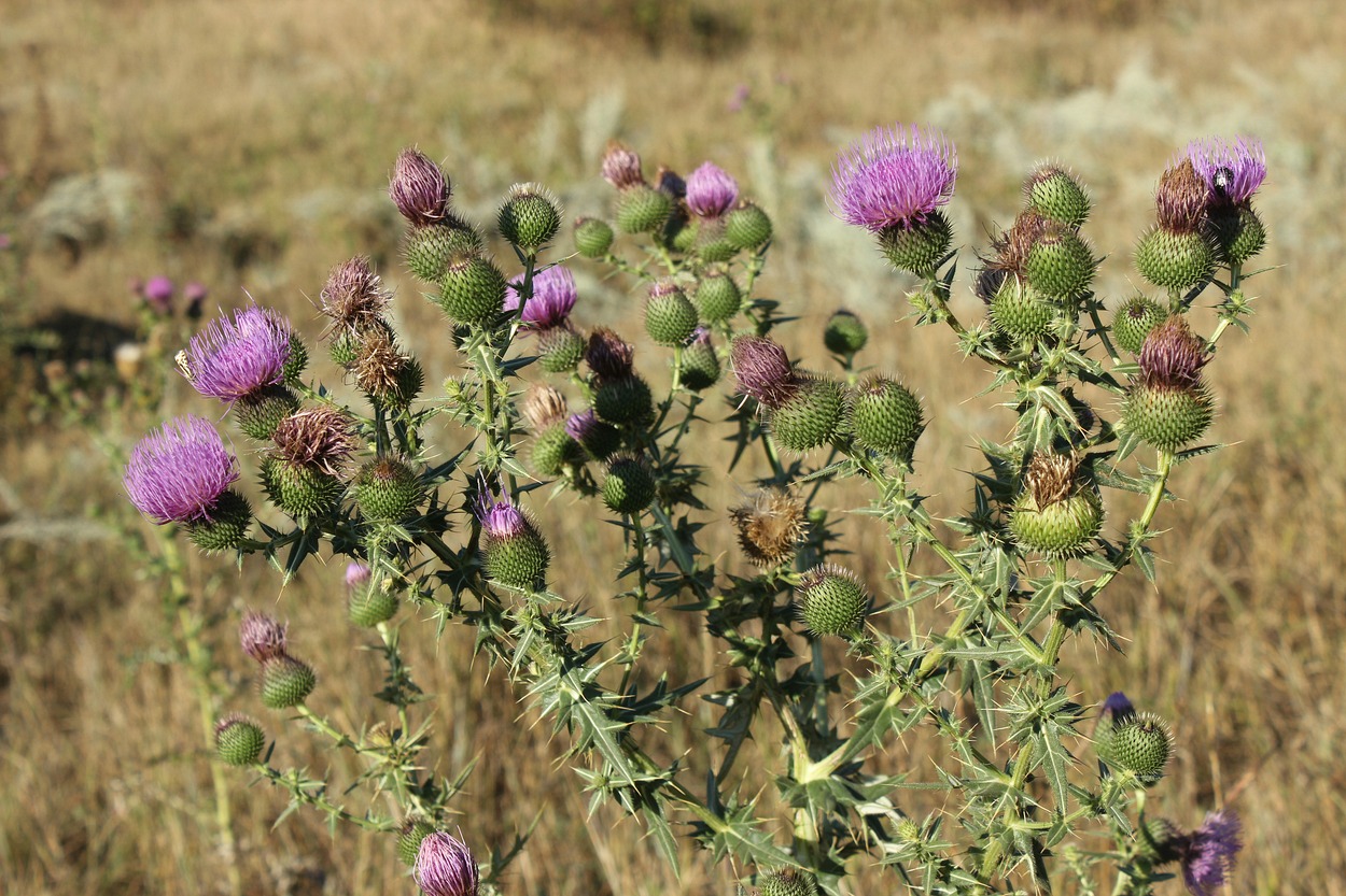Изображение особи Cirsium vulgare.