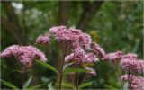 Eupatorium purpureum. Соцветия. Московская обл., Раменский р-н, окр. дер. Хрипань, садовый участок. 21.08.2026.