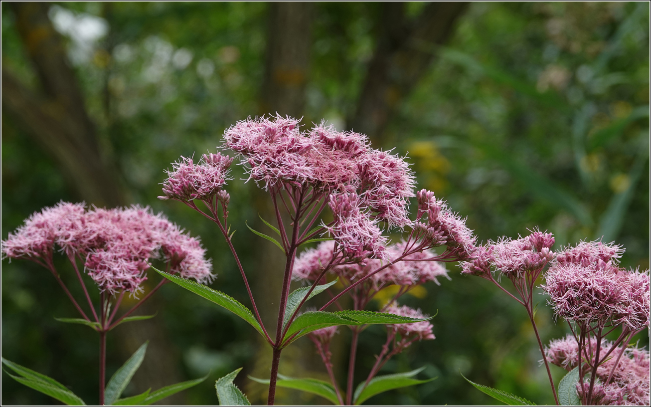 Image of Eupatorium purpureum specimen.