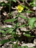 Ranunculus cassubicus. Верхушка цветущего растения. Чувашия, окр. г. Шумерля, берег р. Сура, устье р. Шумерлинка. 14 мая 2011 г.