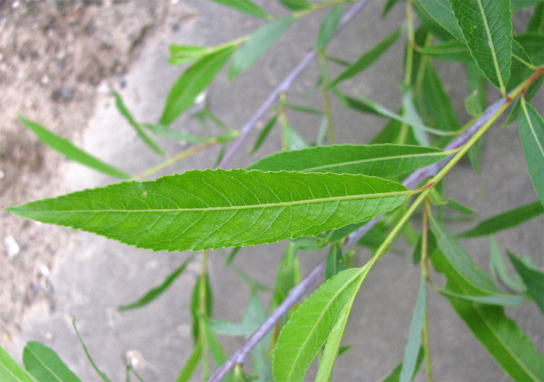 Image of Salix acutifolia specimen.