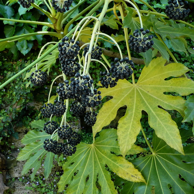 Image of Fatsia japonica specimen.