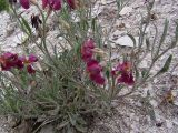 Matthiola fragrans