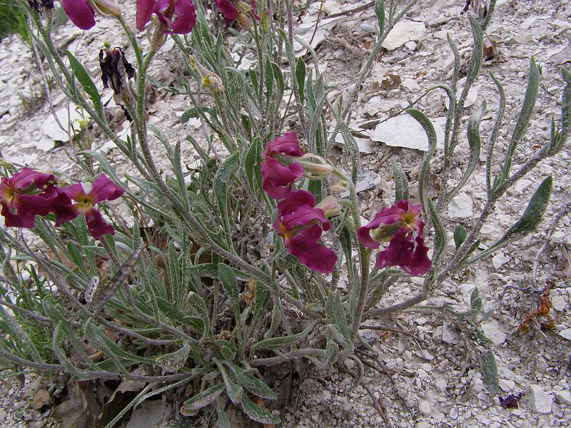 Image of Matthiola fragrans specimen.