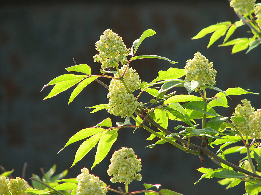 Изображение особи Sambucus racemosa.