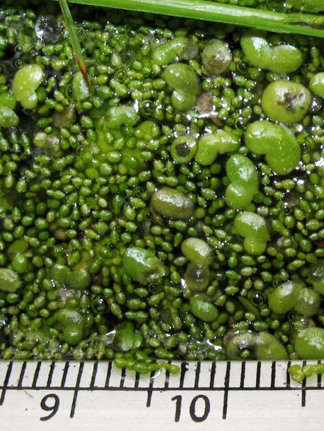 Image of Wolffia arrhiza specimen.