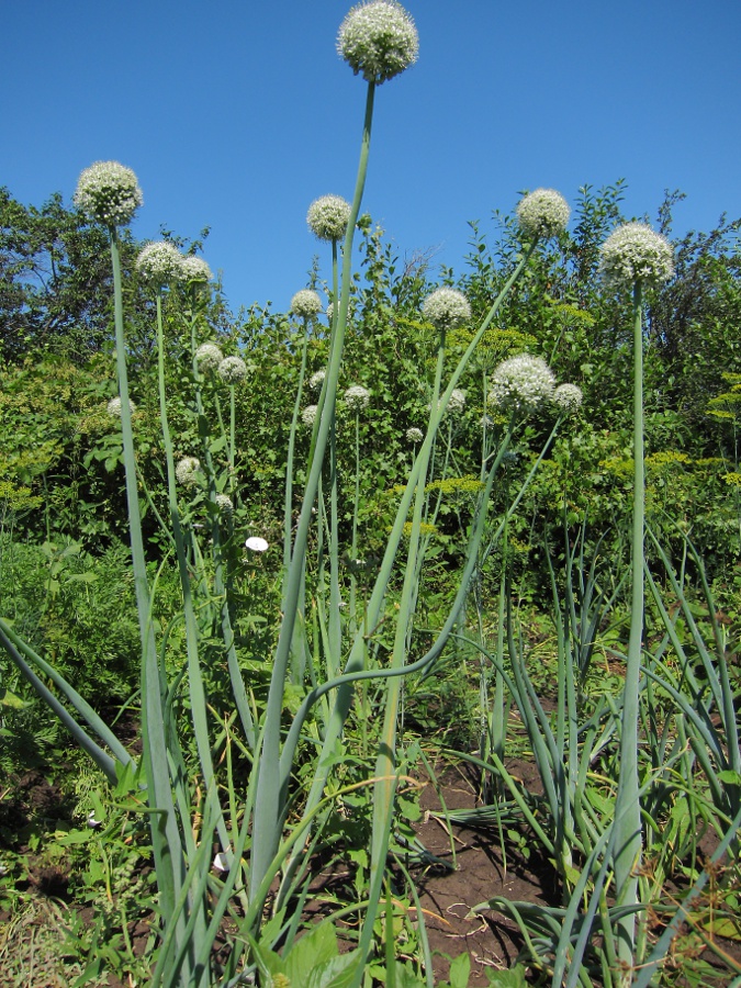 Image of Allium cepa specimen.