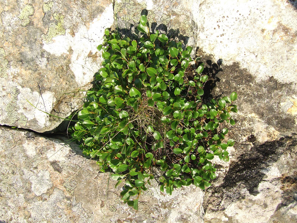 Image of Salix herbacea specimen.