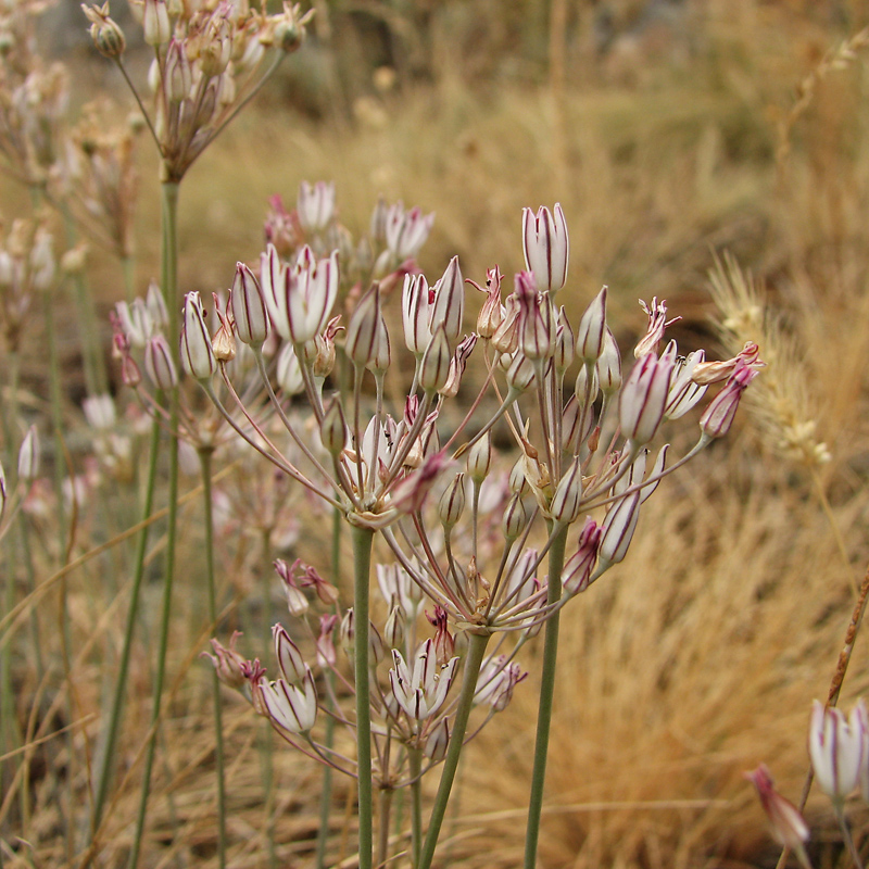 Image of Allium inaequale specimen.