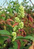 Persicaria scabra