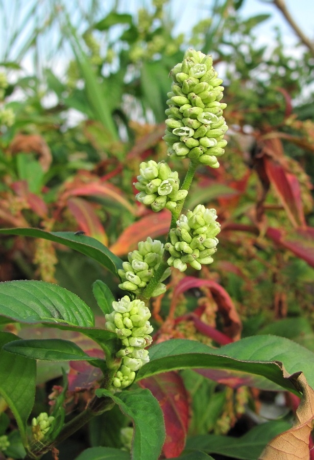 Image of Persicaria scabra specimen.