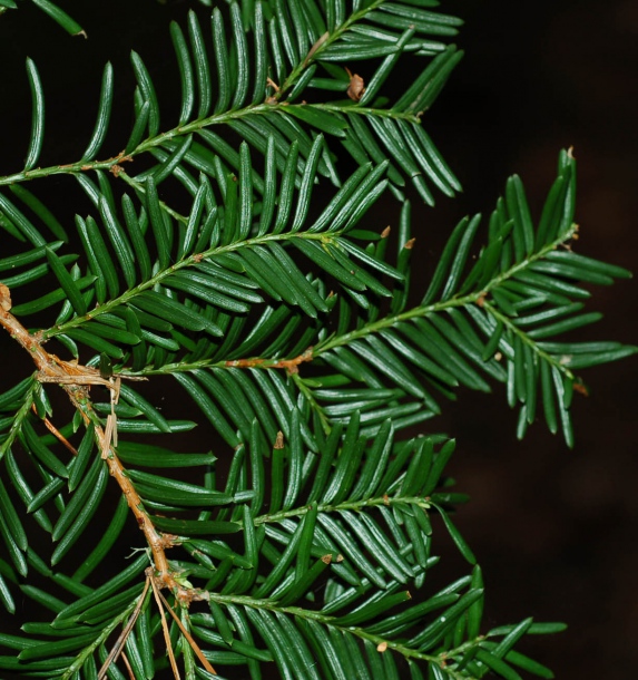 Изображение особи Taxus cuspidata.