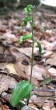 Epipactis persica. Цветущее растение. Крым, гора Чатырдаг, южный склон верхнего плато, буковый лес. 23 июля 2011 г.