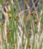 Trichophorum cespitosum. Верхушки побегов цветущего растения. Мурманская обл., Восточный Мурман, окр. пос. Дальние Зеленцы, сопка у мыса Аварийный, пятно мелкого голого сырого торфа на скале. 02.08.2010.