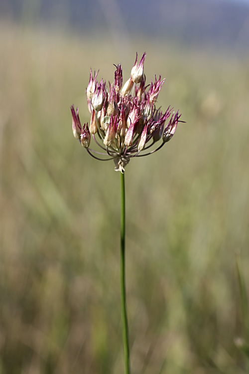 Image of Allium barsczewskii specimen.