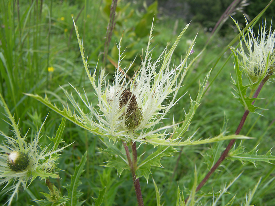 Изображение особи Cirsium obvallatum.