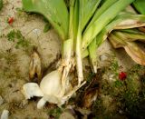 Allium giganteum