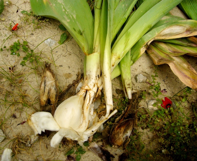 Image of Allium giganteum specimen.