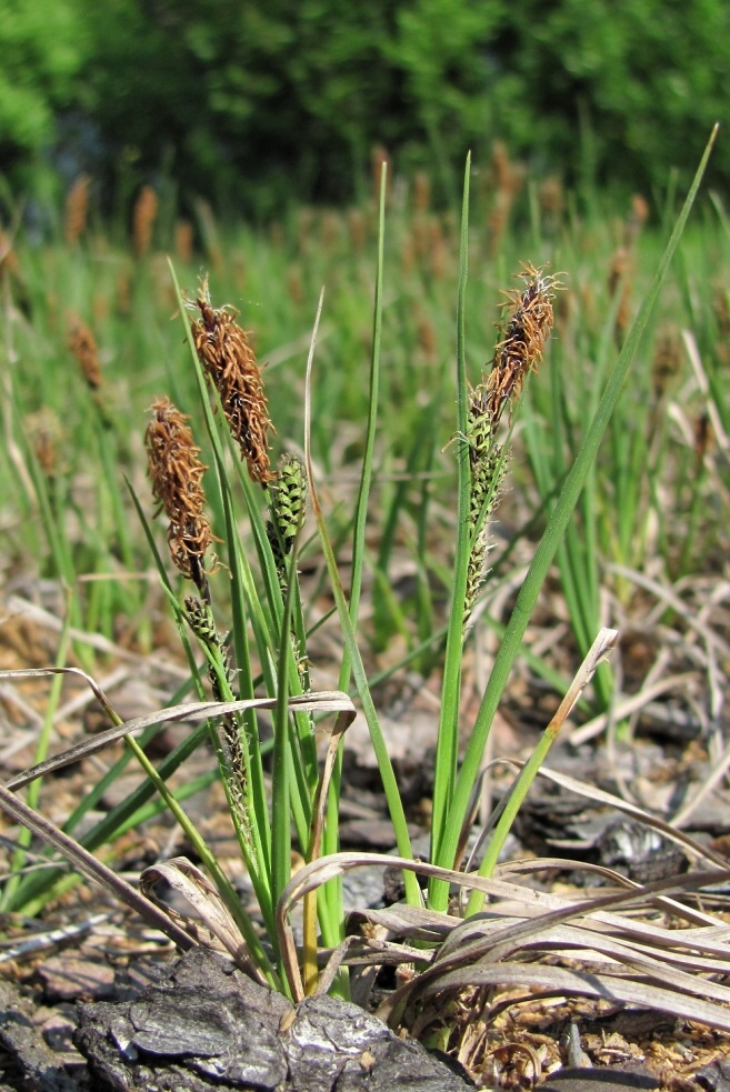 Изображение особи Carex nigra.