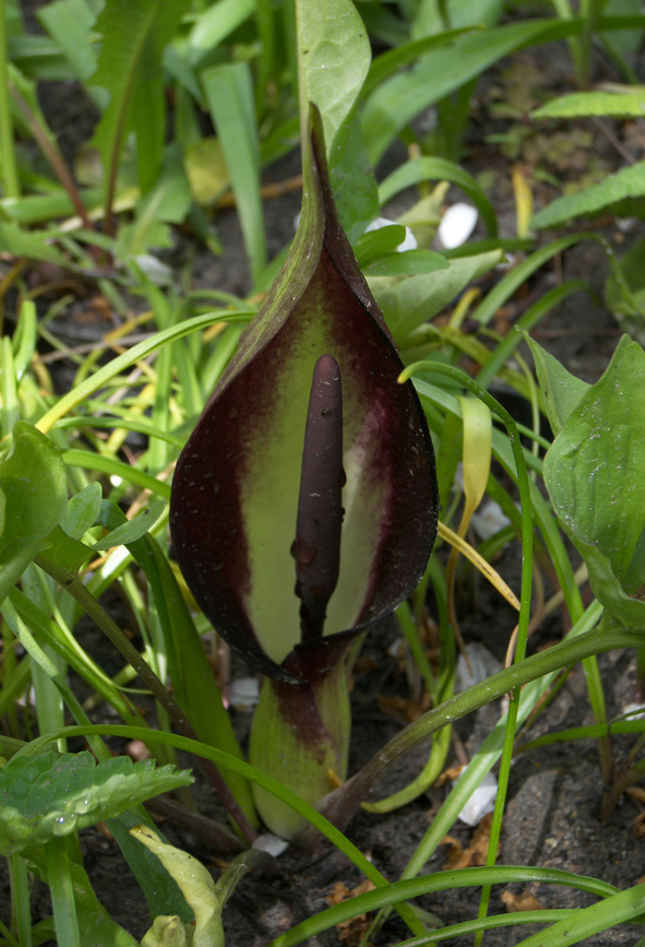 Изображение особи Arum elongatum.