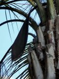 Butia capitata