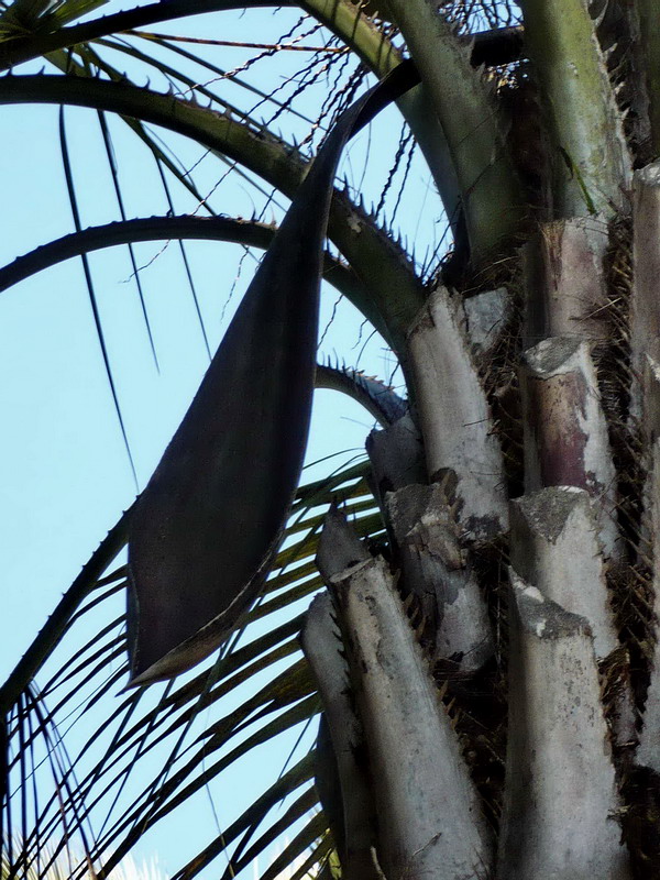 Image of Butia capitata specimen.