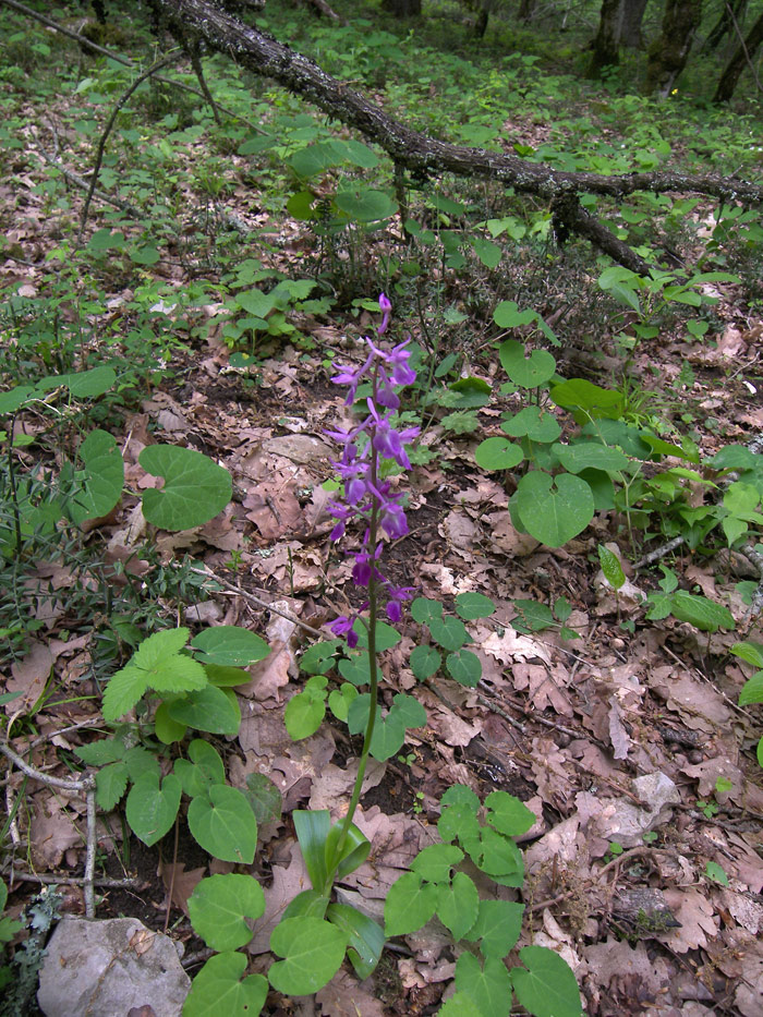 Изображение особи Orchis mascula.