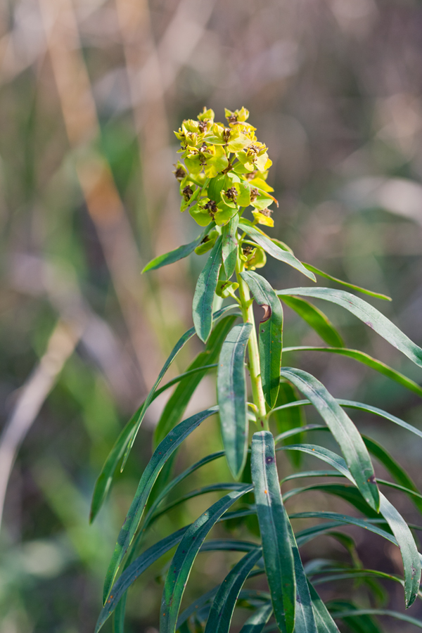 Изображение особи род Euphorbia.