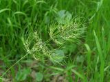 Poa bulbosa подвид vivipara