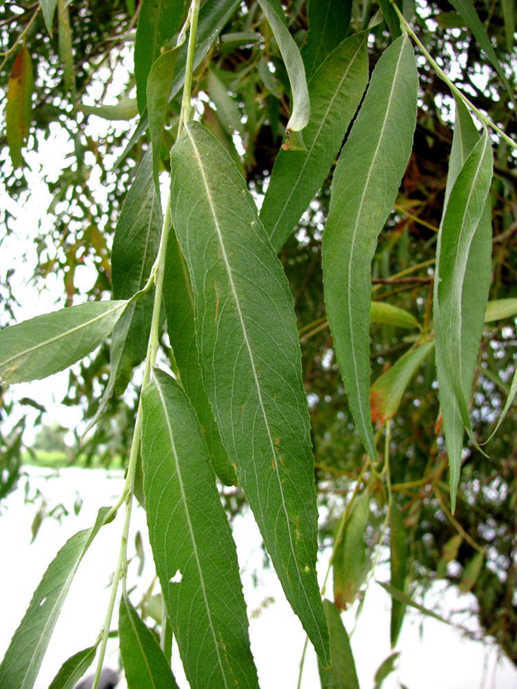 Image of Salix × fragilis specimen.
