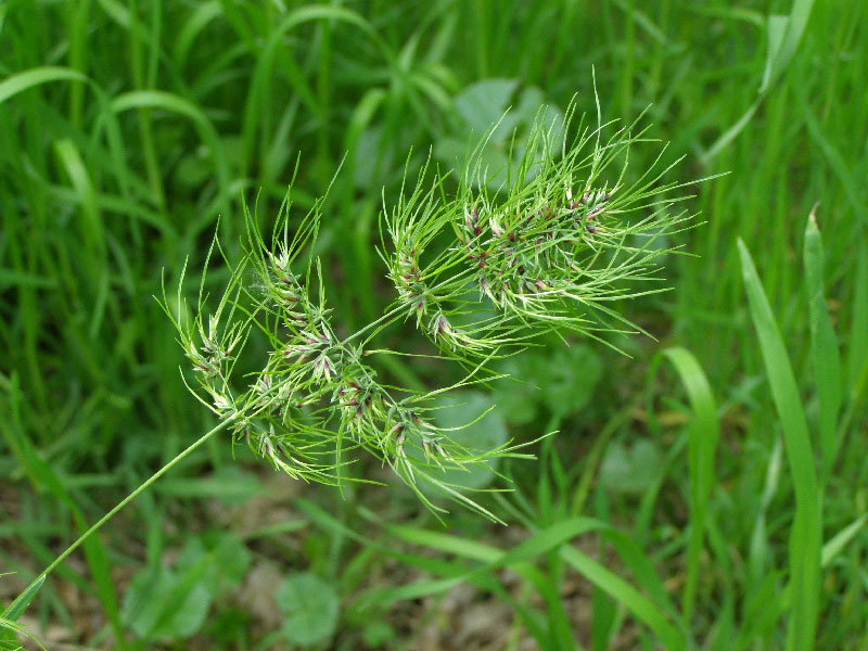 Изображение особи Poa bulbosa ssp. vivipara.