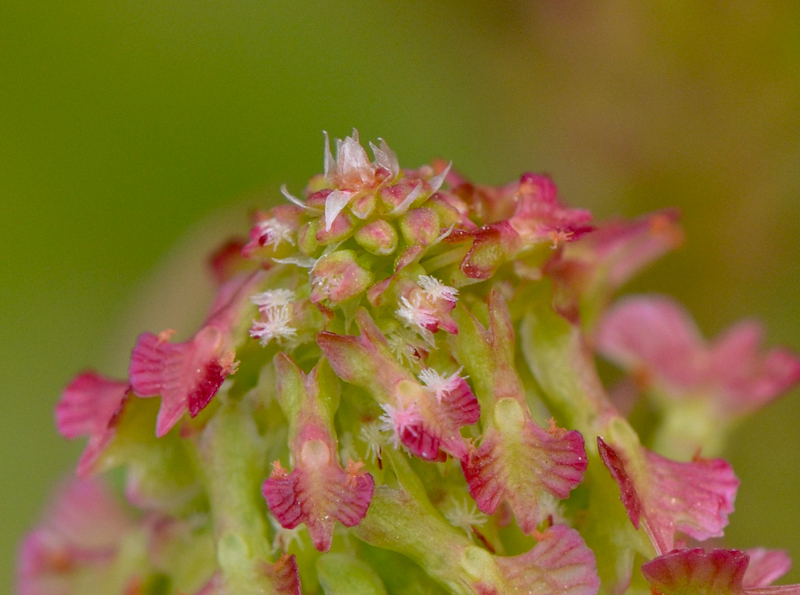 Изображение особи Rumex aeroplaniformis.