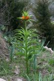 Fritillaria eduardii