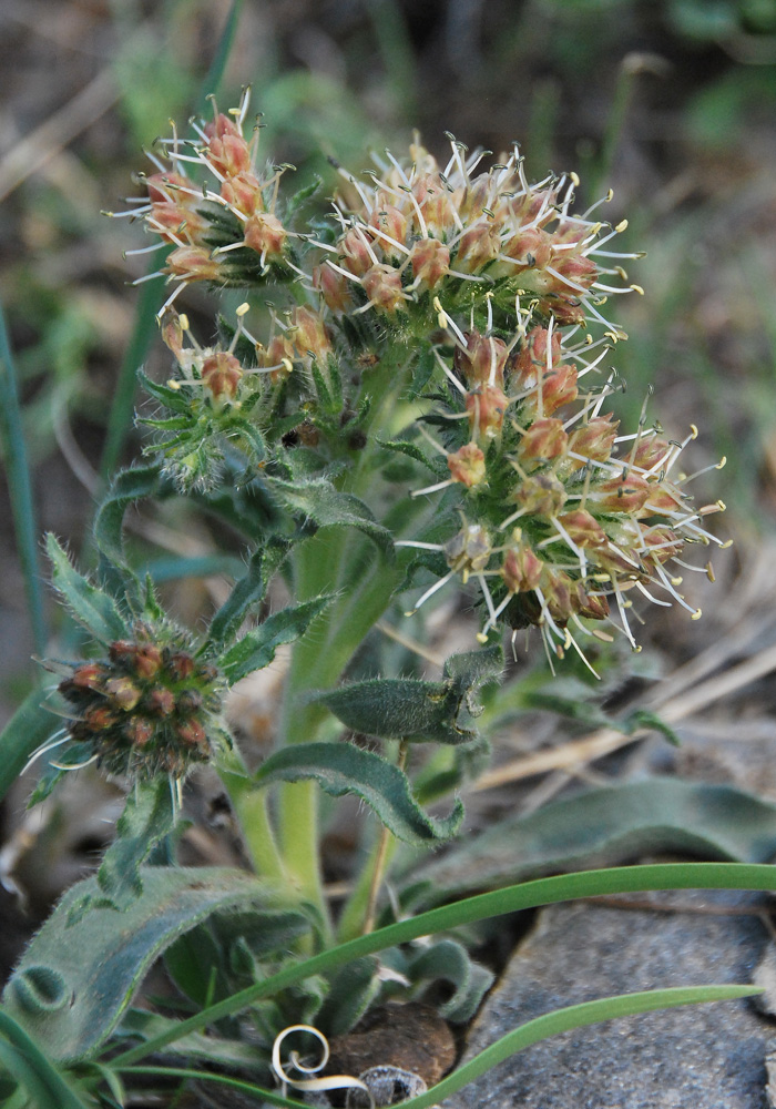 Изображение особи Craniospermum mongolicum.