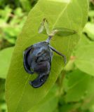 Lonicera edulis