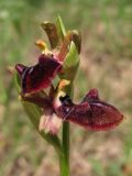 Ophrys mammosa. Соцветие. Крым, предгорья, овр. Ай-Тодор-Дере. 5 мая 2012 г.