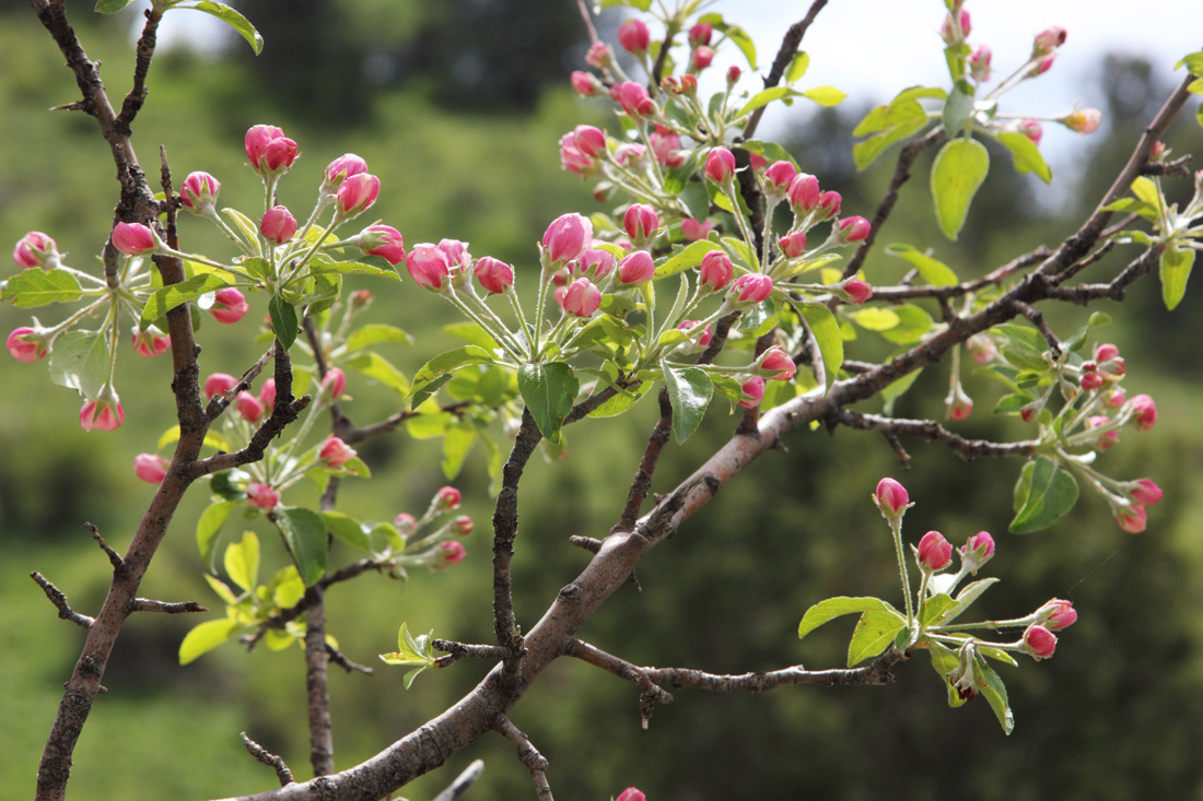 Изображение особи Malus sieversii.