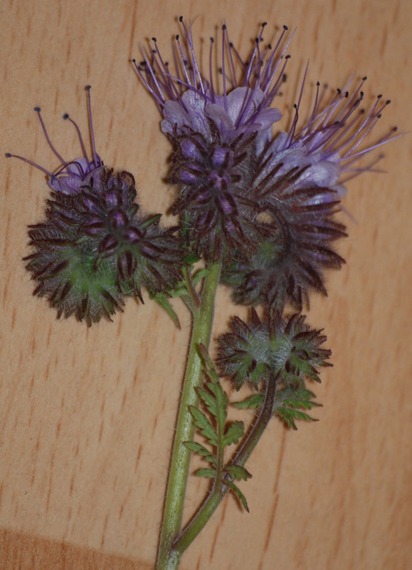 Image of Phacelia tanacetifolia specimen.