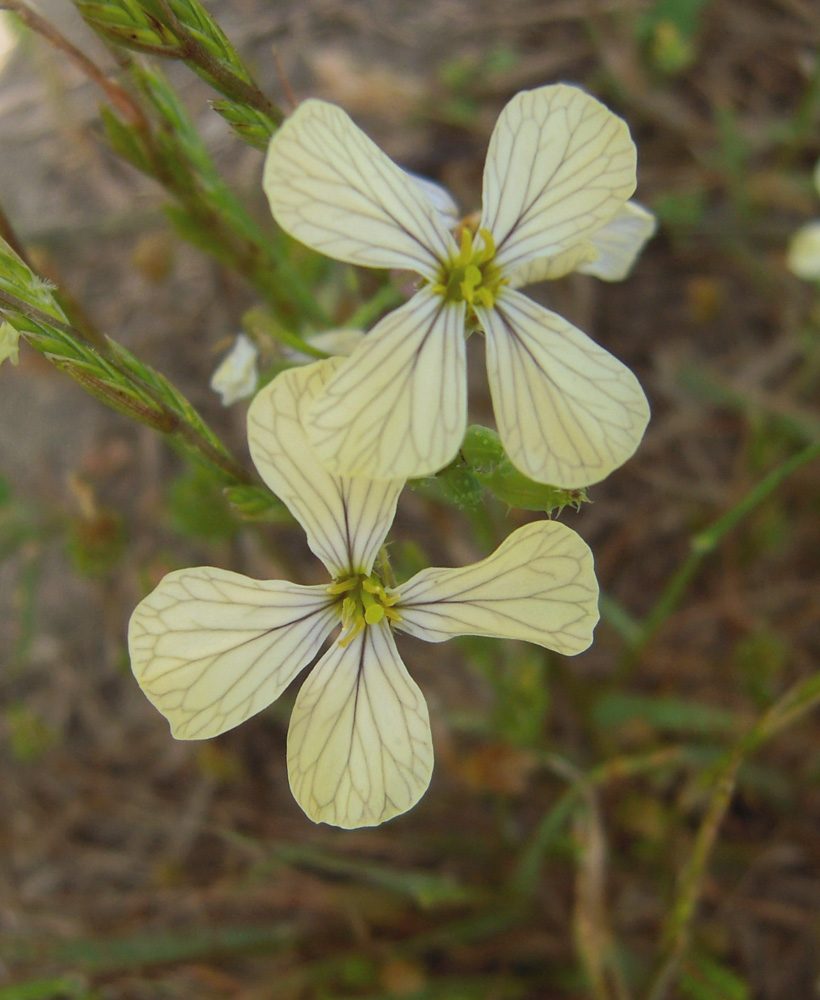 Image of Raphanus raphanistrum specimen.