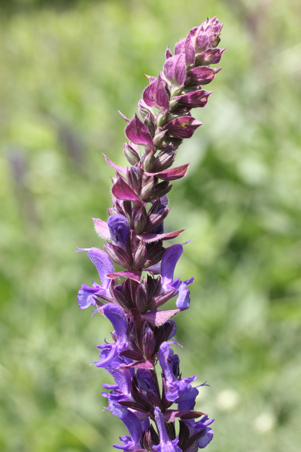 Изображение особи Salvia nemorosa.