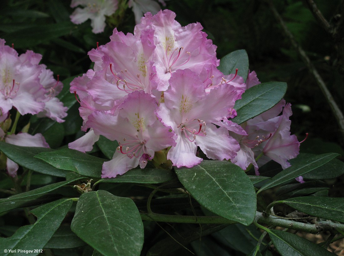 Изображение особи Rhododendron smirnowii.