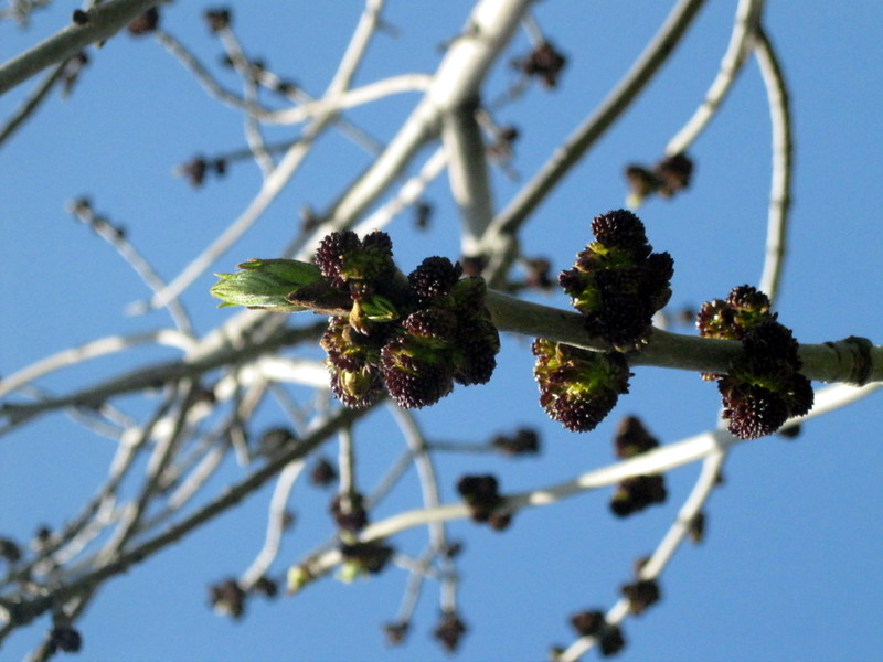 Изображение особи Fraxinus excelsior.