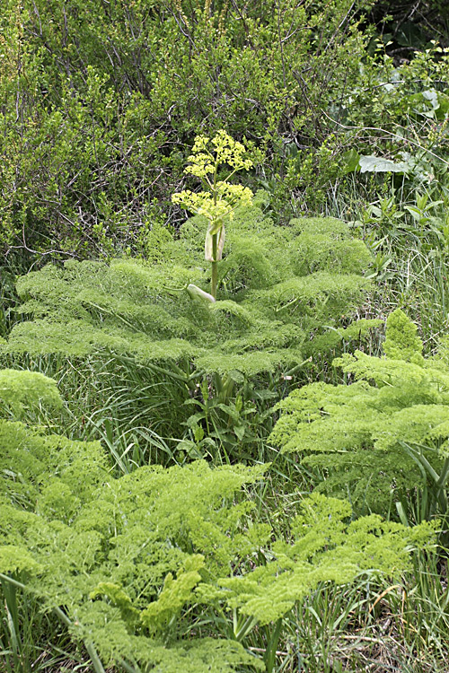 Изображение особи Ferula tenuisecta.