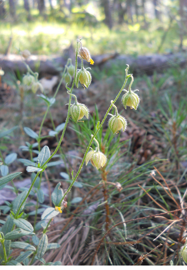 Image of genus Helianthemum specimen.