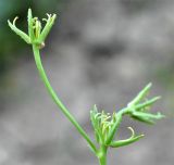 Rhagadiolus hebelaenus