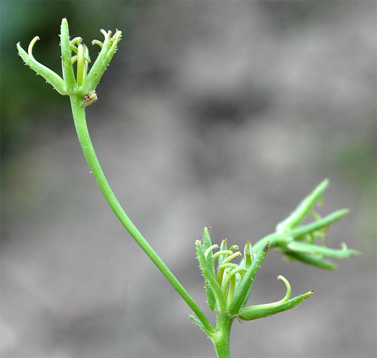 Image of Rhagadiolus hebelaenus specimen.