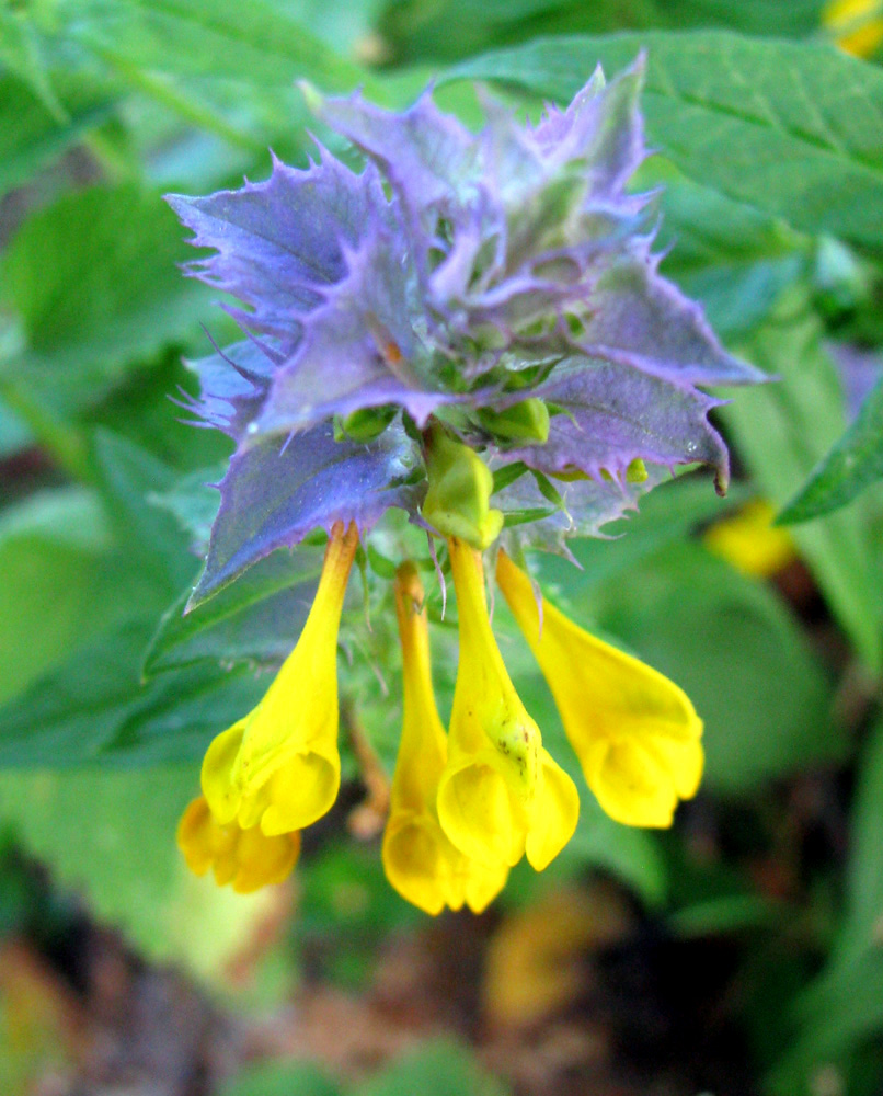 Image of Melampyrum nemorosum specimen.